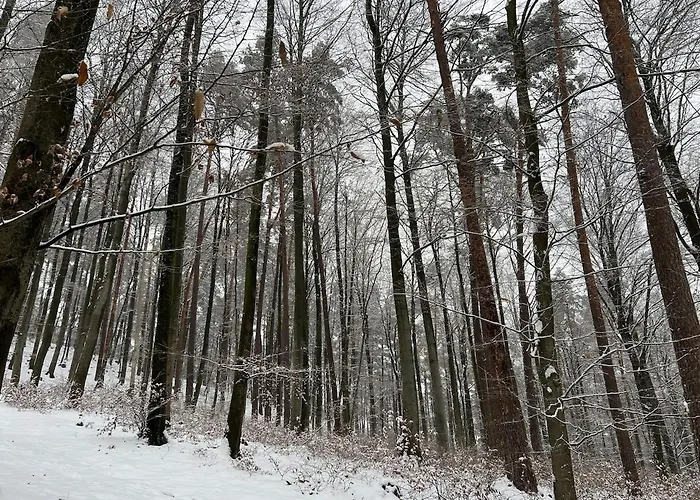 2p 50 M2 - Spacieux, Equipe, Moderne, A La Montagne Ottrott